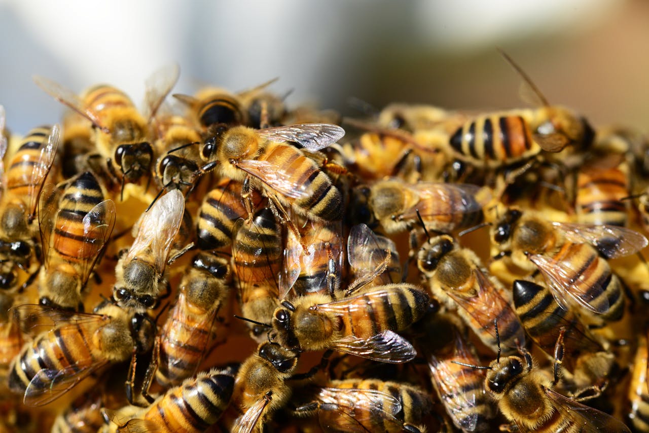 gallery-3 Detailed macro shot of honey bees swarming on a vibrant honeycomb.