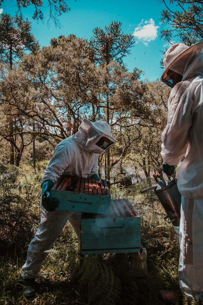 gallery-1 Two beekeepers in full suits tending to beehives in a sunlit forest, emphasizing nature and agriculture.