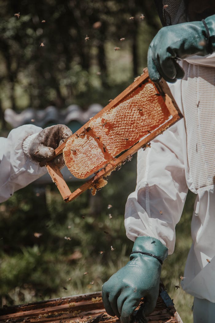 our-services-2 Two beekeepers examine a honey-filled honeycomb frame in an outdoor setting, ensuring safety with protective gear.