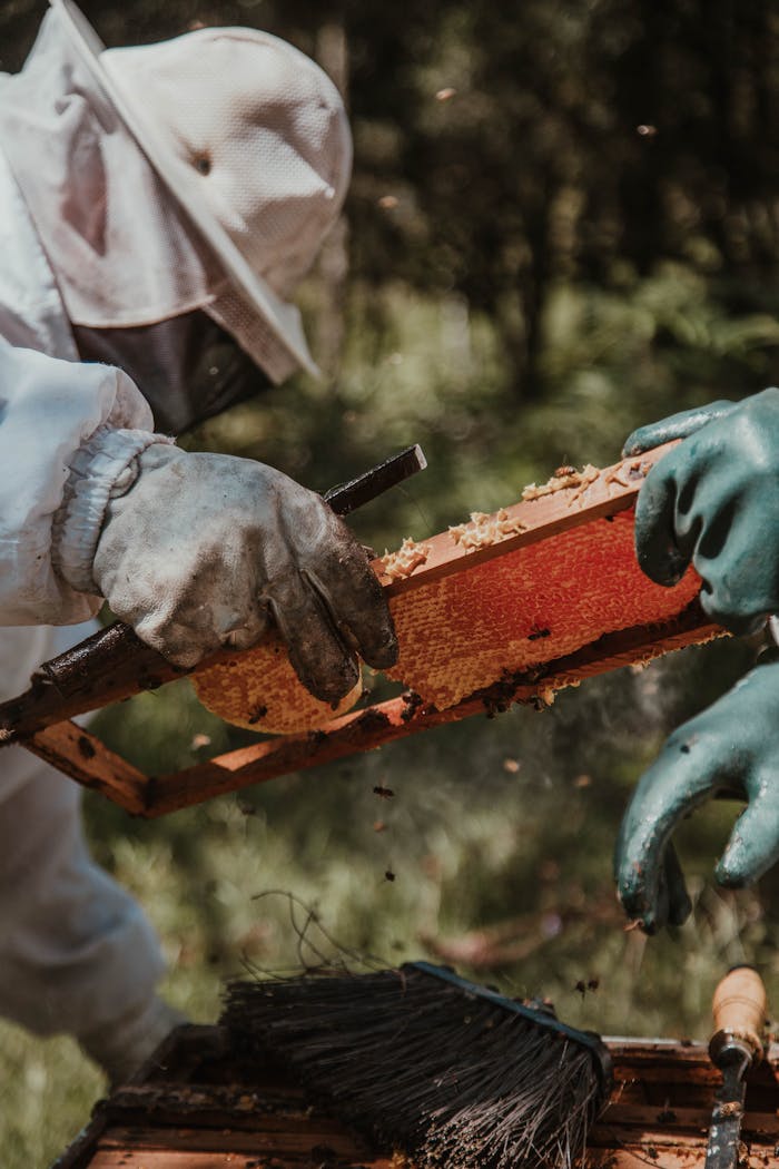 our-services-3 Two beekeepers working outdoors, extracting honeycomb from a beehive in sunlight.