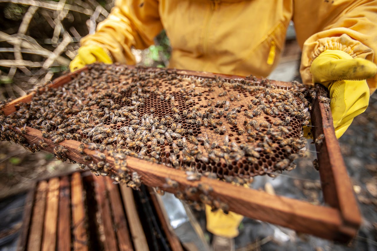 gallery-4 Beekeeper inspecting a honeycomb frame filled with bees outdoors.