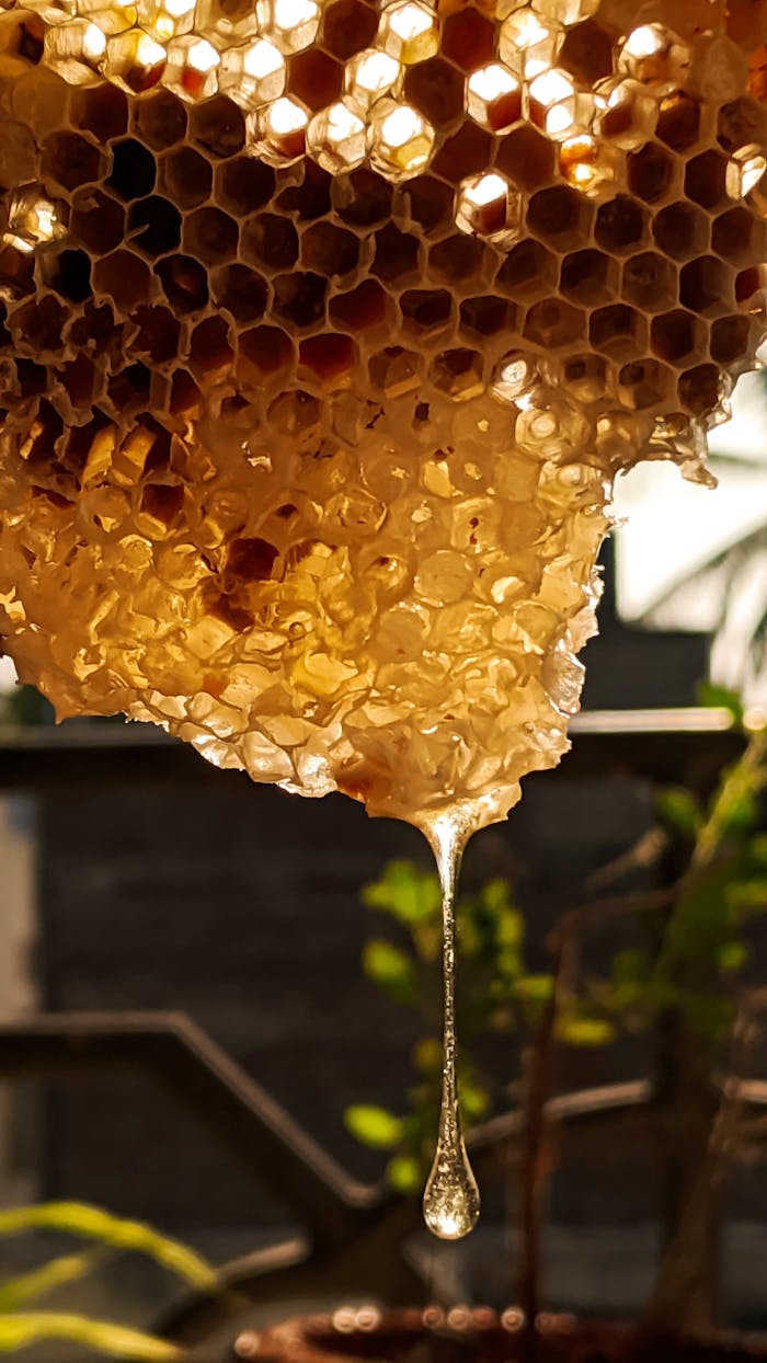 gallery-6 Close-up of a golden honeycomb dripping fresh honey outdoors, showcasing natural hexagon patterns.