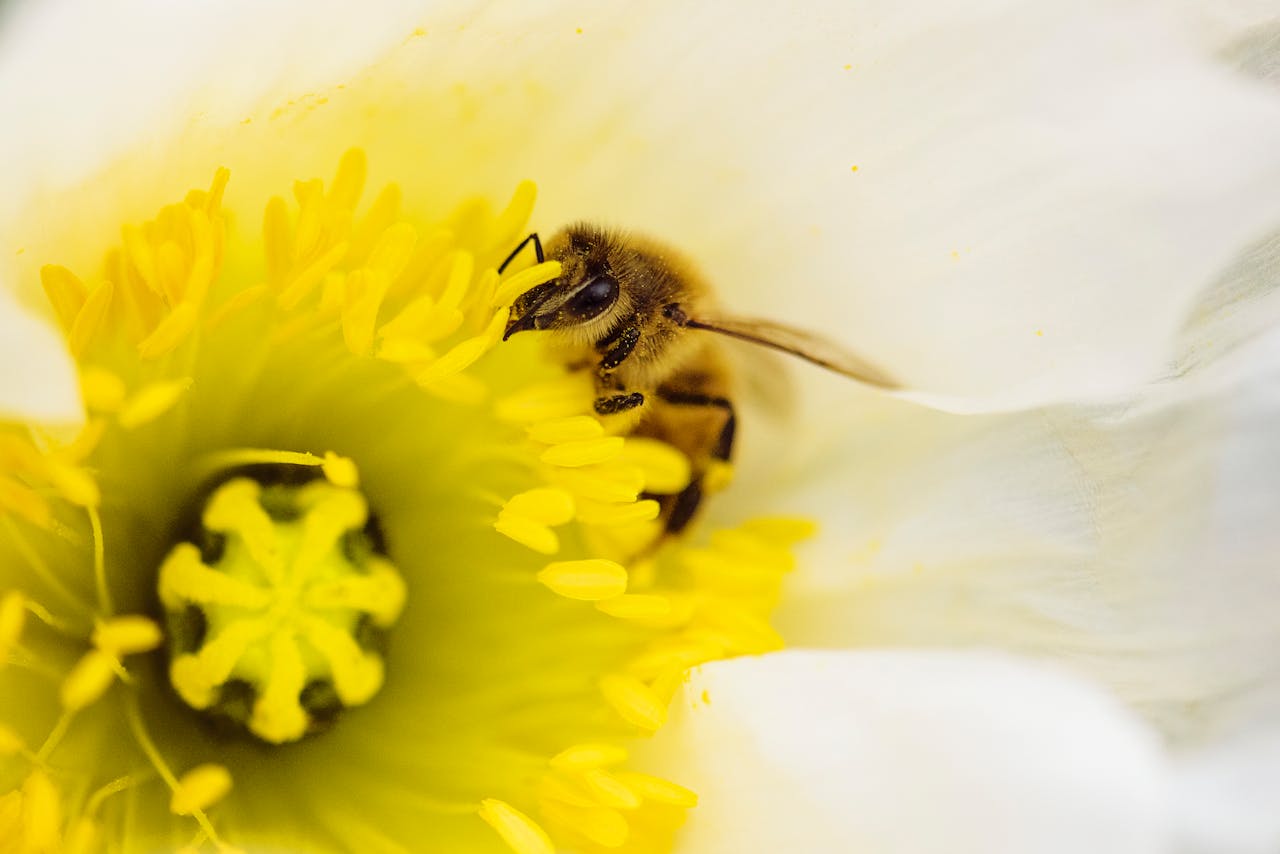 Close-up of a honey bee collecting pollen on a vibrant yellow flower.