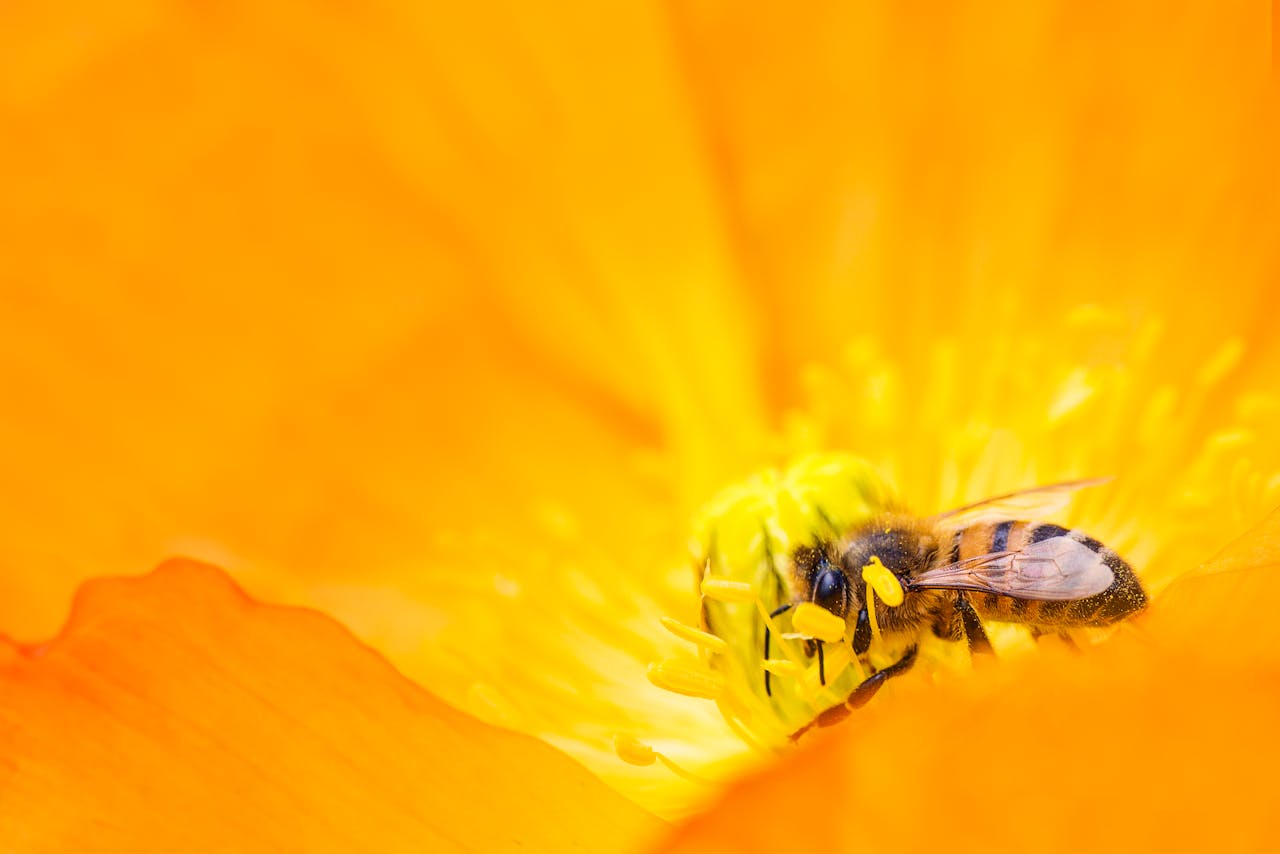 our-services-1 A detailed macro shot of a bee pollinating a bright orange flower, showcasing nature's beauty.